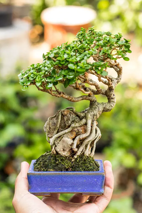 Taking Care of Bonsai on Rocks