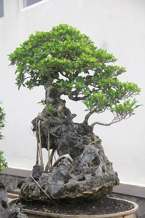 Stout Bonsai Ficus on a Rock