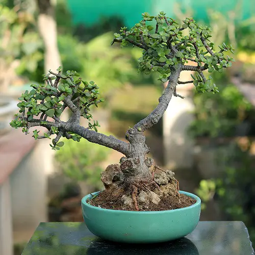 Mini Elephant Bush in a Torquoise Rock Tray