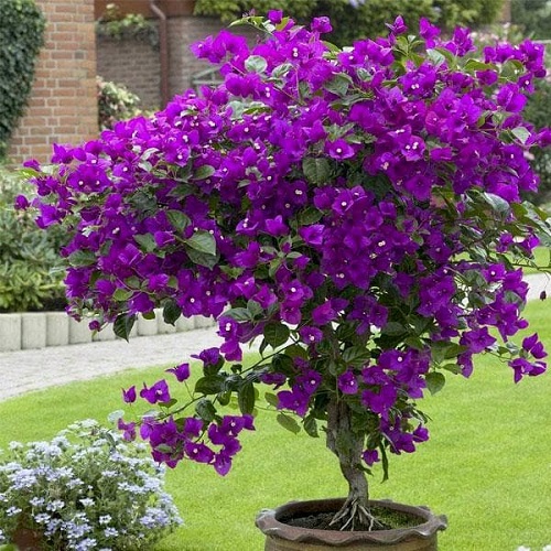 36 Types of Violet Flowers | Best Violet màu sắc Flowers 14