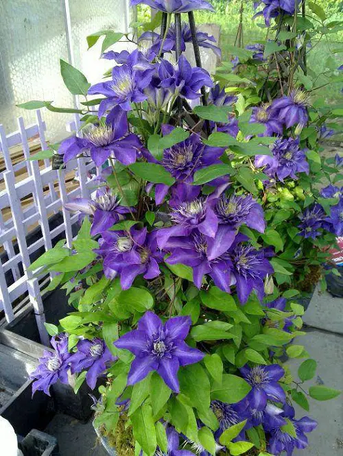 top Best Clematis With Blue Flowers