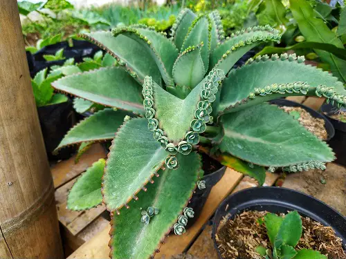 Best Mother of Thousands Variety 5
