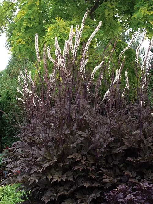 Bushes with Pink Flowers 