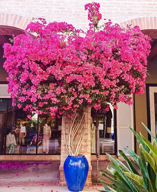 Top best Privacy Plants That Make an Exceptional Outdoor Screen
