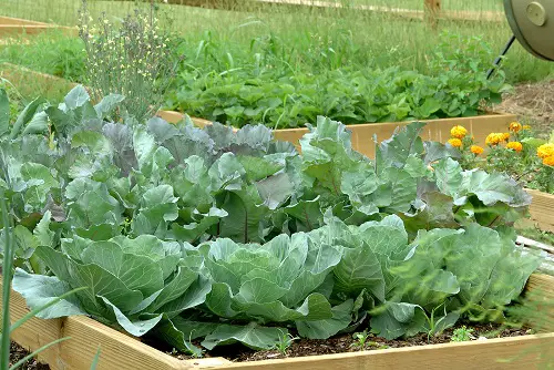 Oregano Companion Plants in garden