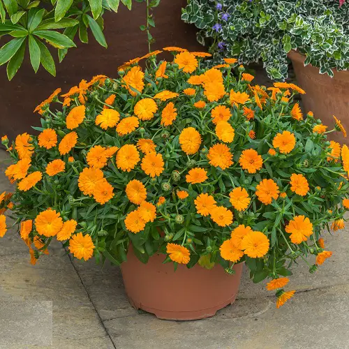 lovely Best Medicinal Plants with Their Benefits