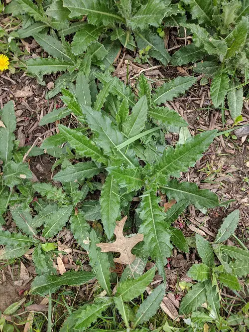 Most Spreading Plants