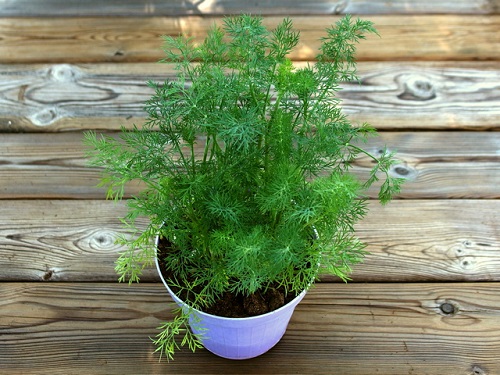 beautiful Native European Plants