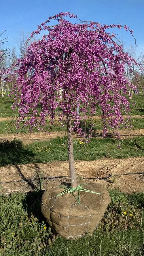 Lovely Trees with Purple Blossoms 