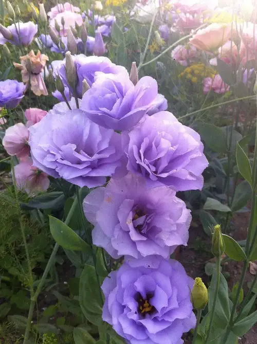 Awesome Lisianthus Varieties 9