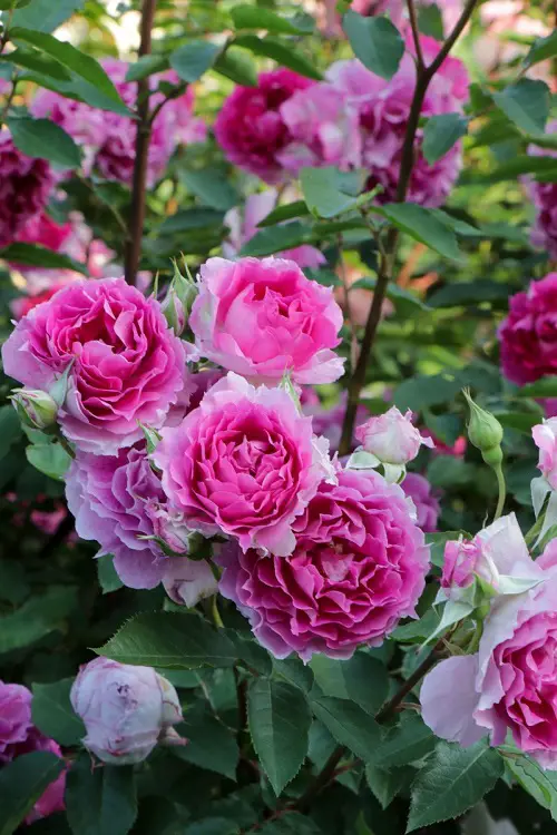 Other Plants for Garnish Garden in Containers