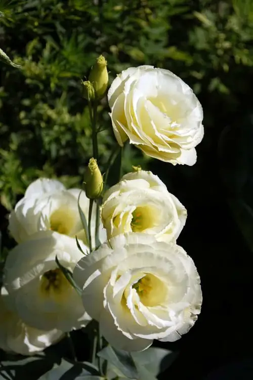 Stunning Lisianthus Varieties 11