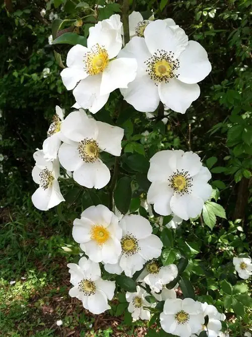 How to Grow Cherokee Rose