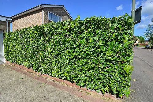 beautiful Top Privacy Plants That Make Excellent Outdoor Screens

