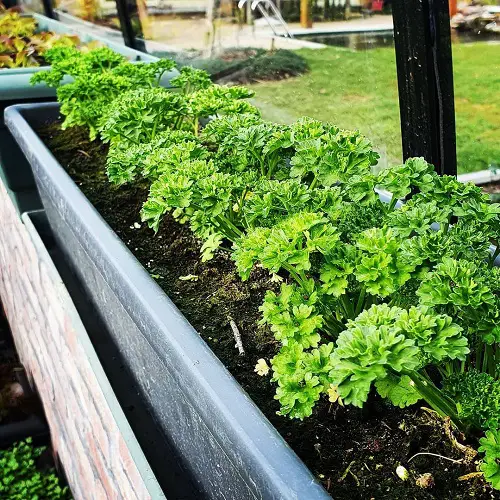 Cilantro Companion chervill plant