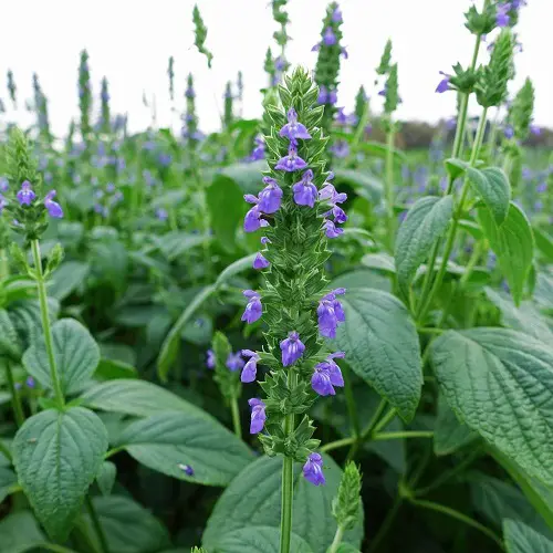 How to Grow Chia Seeds Plant at Home 