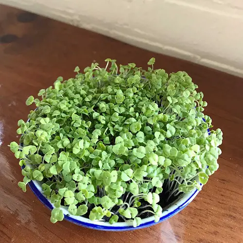 Chia Seeds Plants