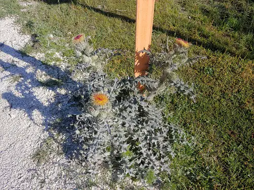 majority of invasive plants Remove Them Right Away If You Spot Them.
