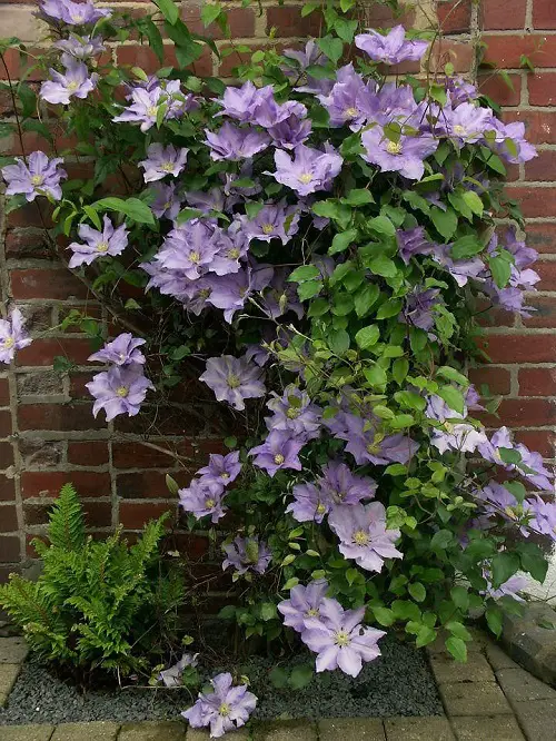 Greatest Clematis With Blue Flowers