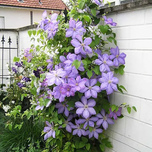 Garden Ideas Greatest Clematis With Blue Flowers