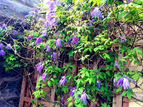 Clematis With Blue Flowers on wall
