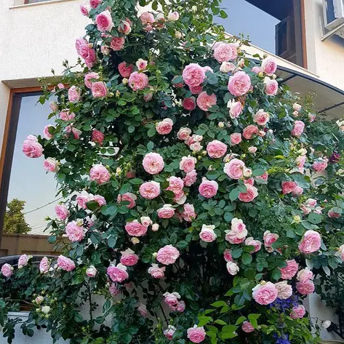 Pink-Flowered Bushes