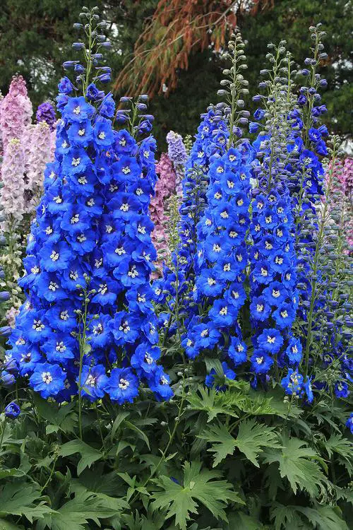 Plants that Grow Big Flowers