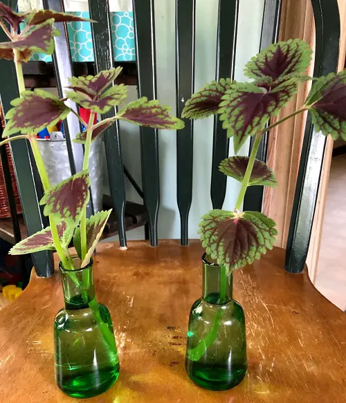 Coleus in water garden