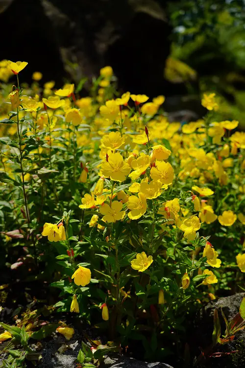 Weeds with Yellow Flowers in garden