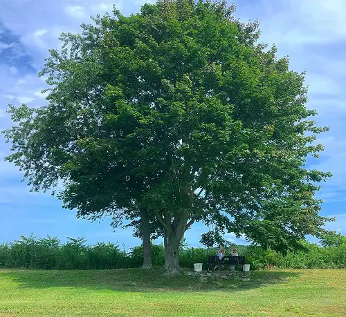 State Tree of Wyoming and How to Grow It