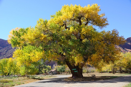 How to Grow the State Tree of Wyoming