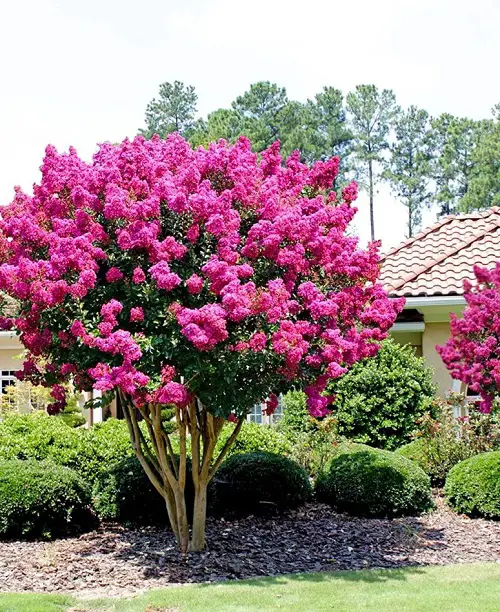 Bushes with Pink Flowers in yard