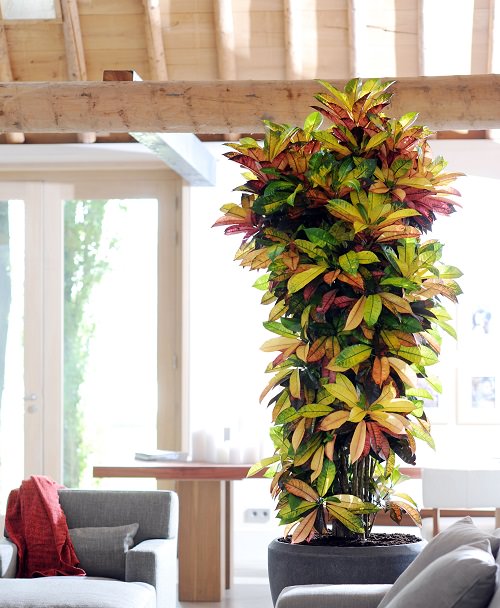 Croton for Living Room