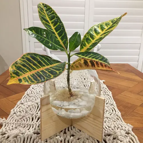 Best Ways to Croton Propagation in Water