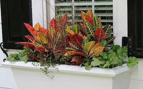 Croton on a Windowsill