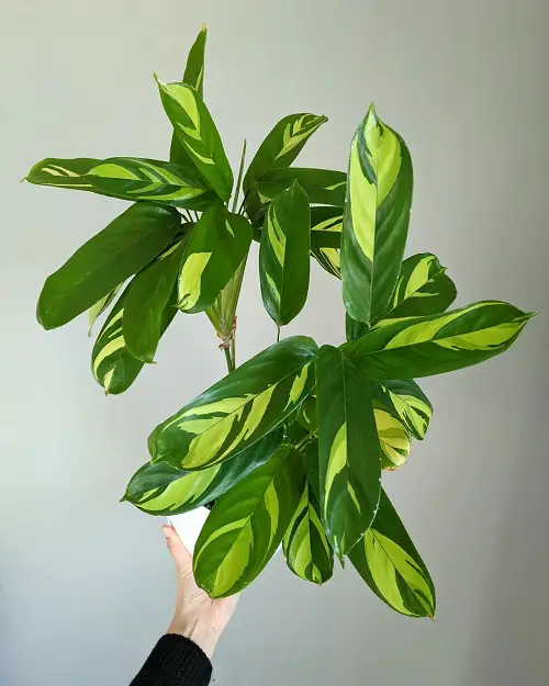 Ctenanthe Lubbersiana Care