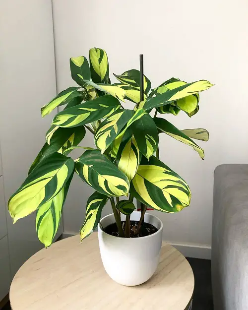 Ctenanthe lubbersiana Care
