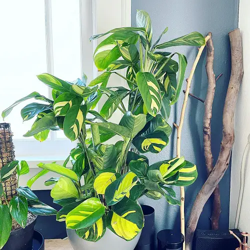 Requirements for Growing Ctenanthe lubbersiana