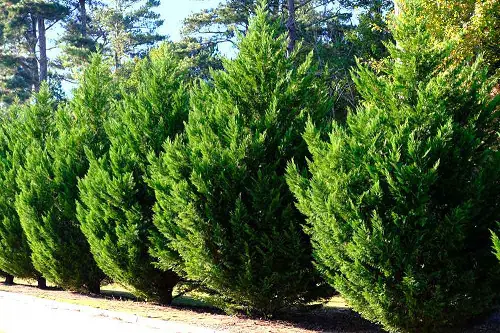  Privacy Plants That Can Become Perfect Screen for Outdoors