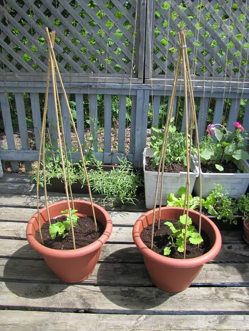 DIY Bamboo Stakes