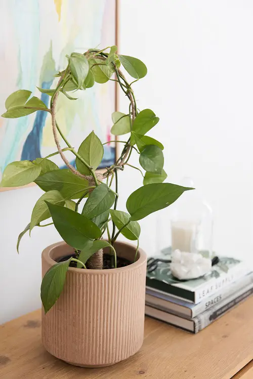 Metal Ring Trellis for Showy Planters