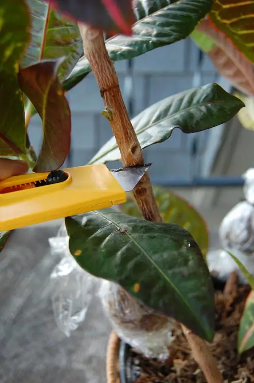 Propagating Croton via Air Layering