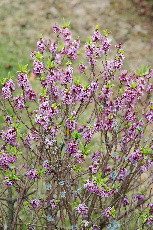 top Pink-Flowered Bushes
