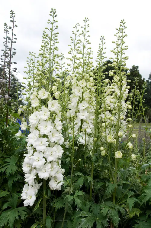 Types of Delphinium Varieties 6