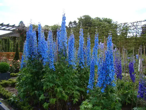 Types of Delphinium Varieties 7