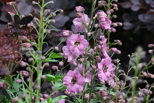 Delphinium Varieties in different colors in garden 76