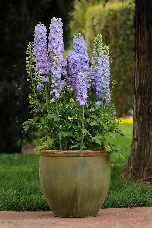 Types of Delphinium Varieties 4