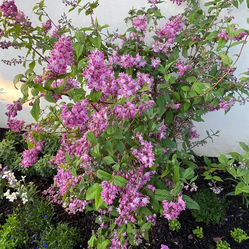 Bushes with Pink Flowers in garden