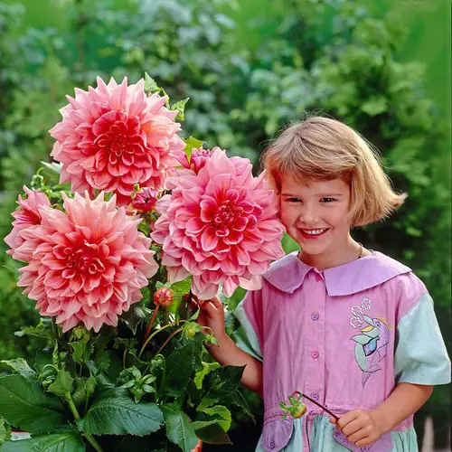 beautiful Plants that Grow Big and Huge Flowers