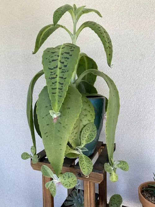 Top Mother from Thousands of Types in pot